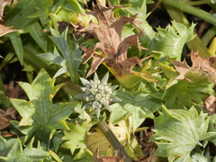 Eryngium vesiculosum