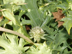 Eryngium vesiculosum