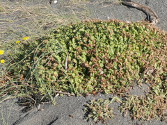 Eryngium vesiculosum