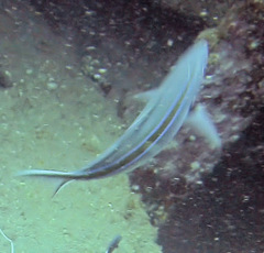 Caesio caerulaurea