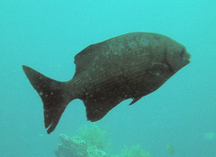 Kyphosus cinerascens