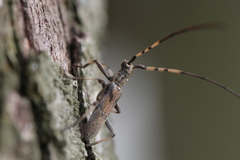 Didymocantha obliqua