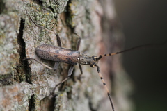 Didymocantha obliqua