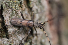 Didymocantha obliqua