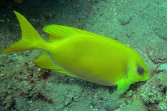 Siganus corallinus