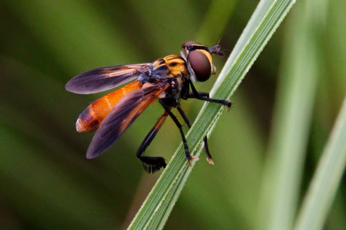 Swift Feather-legged Fly photo 6