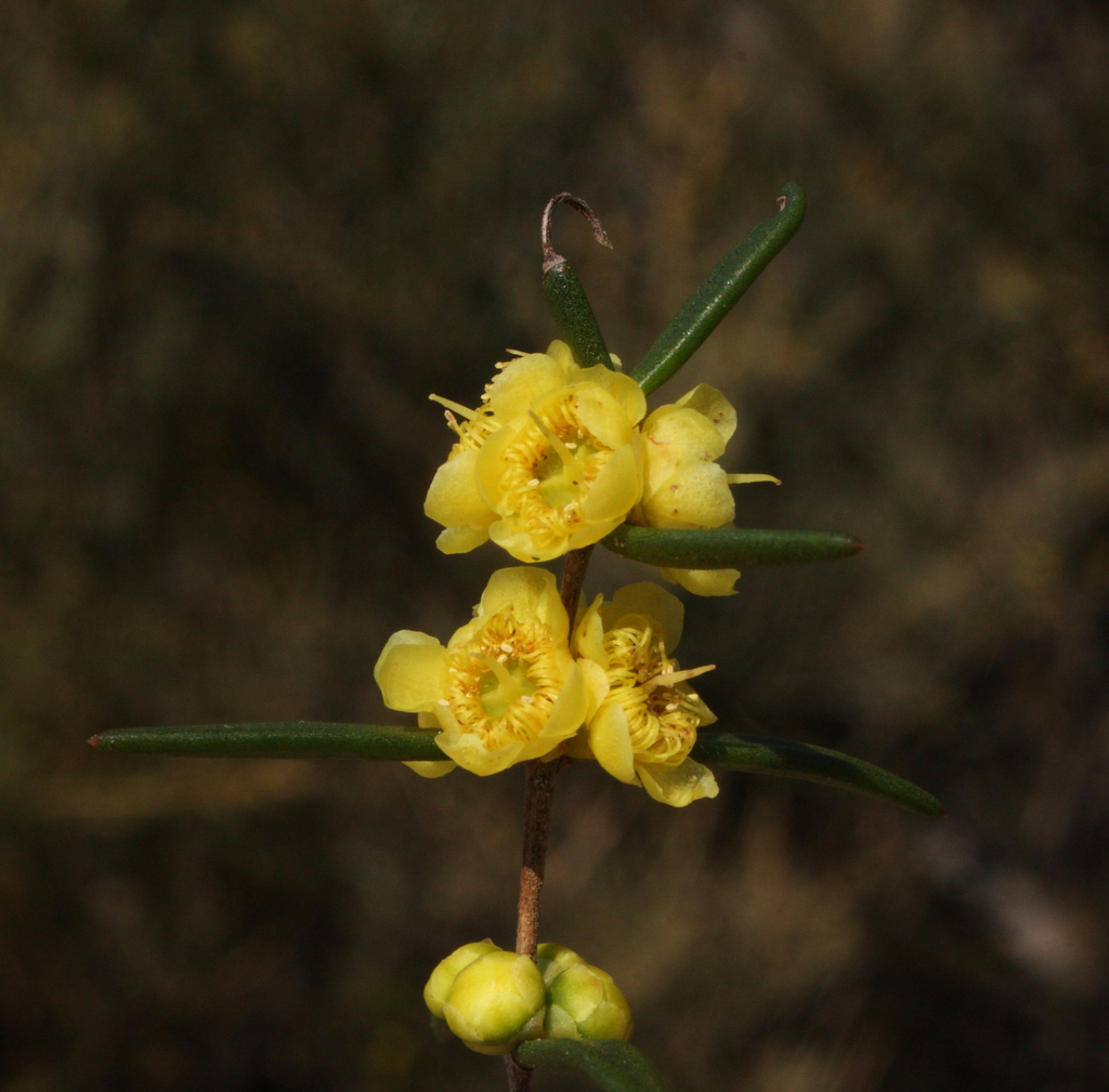 Hypocalymma gardneri