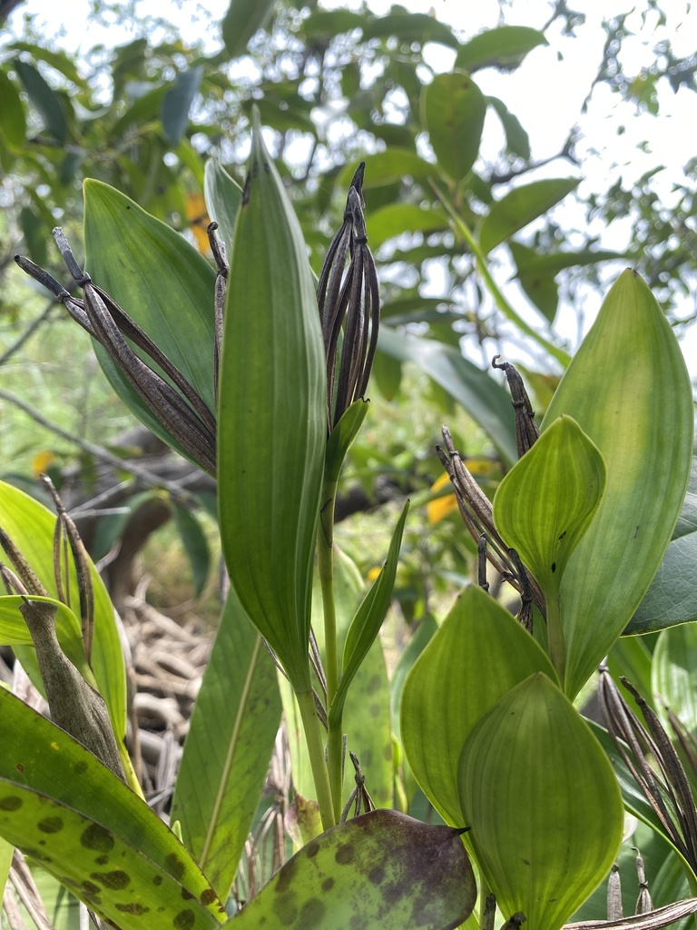 Sobralia bletiae