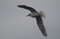 Larus argentatus argentatus