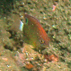 Pomacentrus bankanensis