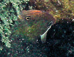 Pomacentrus bankanensis