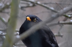 Turdus merula
