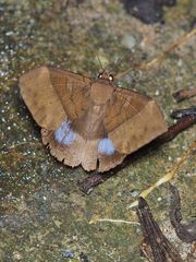 Ischyja