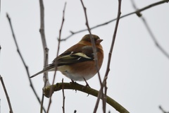 Fringilla coelebs