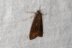 Parapoynx tullialis
