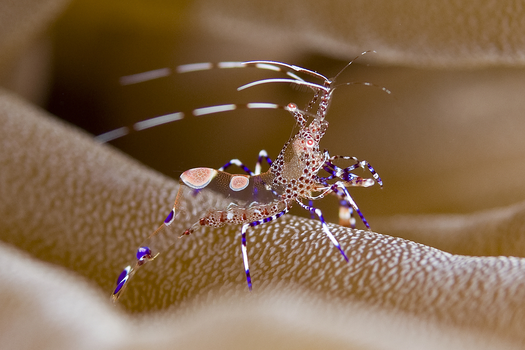Photo of Spotted cleaner shrimp (Periclimenes yucatanicus)