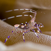 Spotted Cleaner Shrimp - Photo (c) terence zahner, some rights reserved (CC BY-NC), uploaded by terence zahner