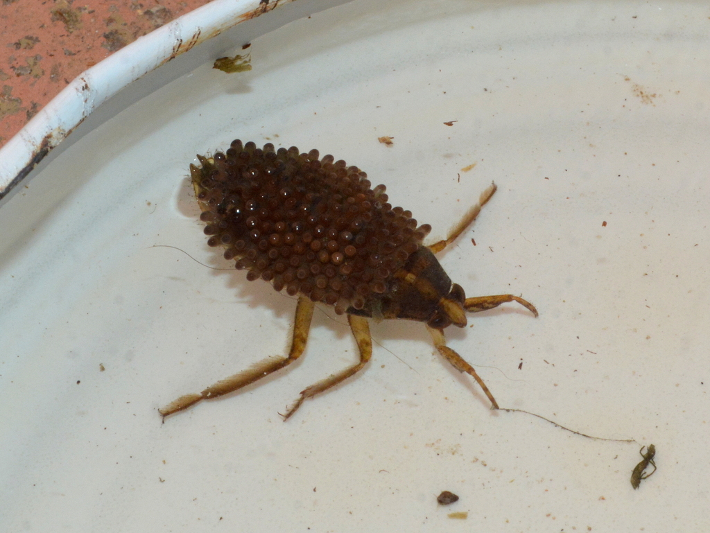 Belostoma from ARio Grande RS, Brasil on July 15, 2023 at 0425 PM