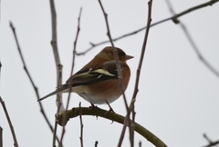 Fringilla coelebs