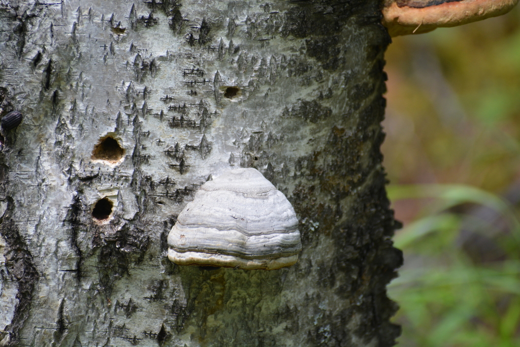 Fomes fomentarius · June 2023 · photo: © ochirnima_nimaev (iNaturalist, cc-by)