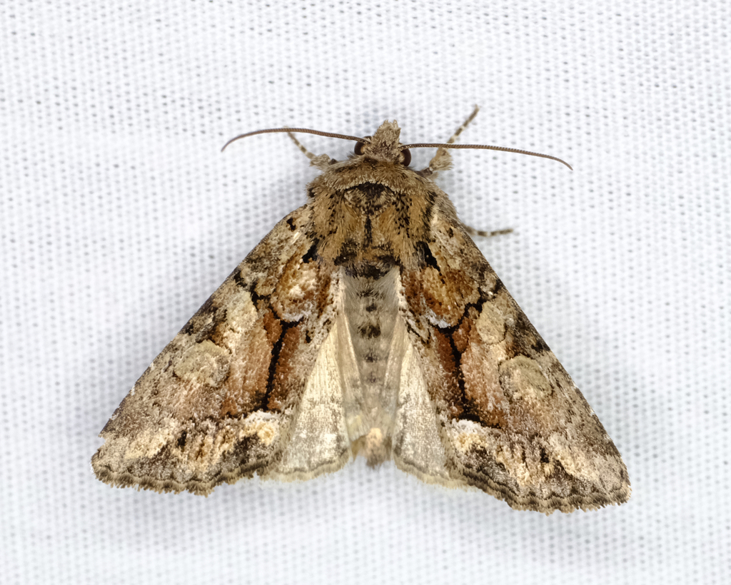 Oligia divesta