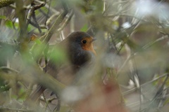 Erithacus rubecula