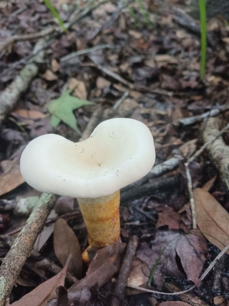 Ganoderma ravenelii