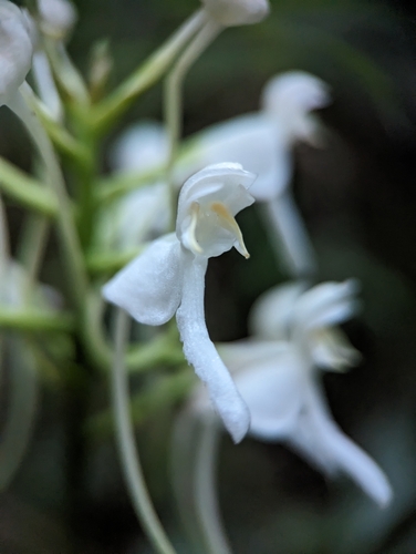 Image of White Fringeless Orchid (Platanthera integrilabia) by (c) Sam Taylor, some rights reserved (CC BY)