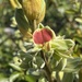 Rhynchosia hirta - Photo 由 Troos van der Merwe 所上傳的 (c) Troos van der Merwe，保留部份權利CC BY-NC