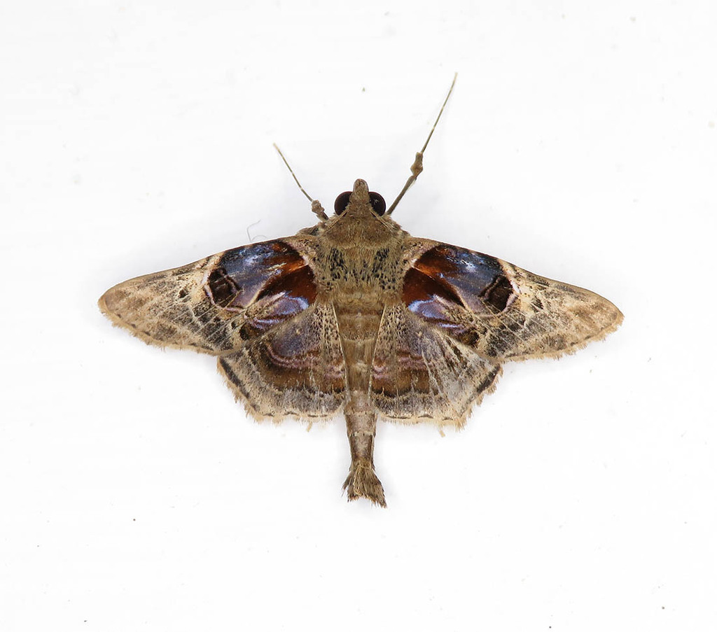Dolichosomastis