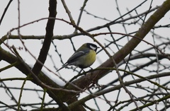 Parus major