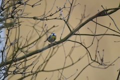 Cyanistes caeruleus