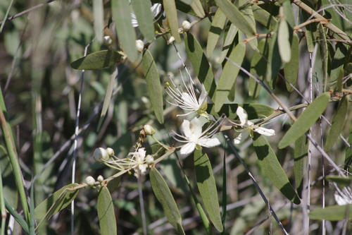 Image of Capparis lasiantha by (c) coenobita, some rights reserved (CC BY)