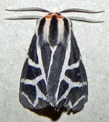 Apantesis figurata