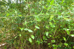 Capparis lucida