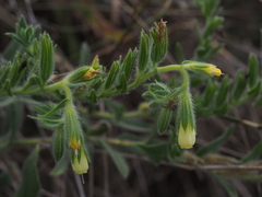 Onosma arenaria