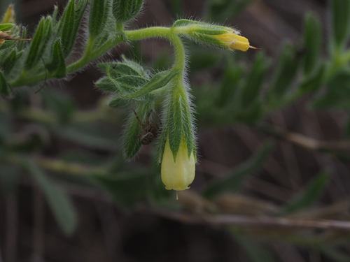 Image of Onosma arenaria by (c) carnifex, some rights reserved (CC BY)
