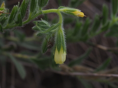 Onosma arenaria