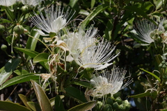 Capparis loranthifolia