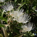 Capparis loranthifolia - Photo (c) coenobita, algunos derechos reservados (CC BY), uploaded by coenobita