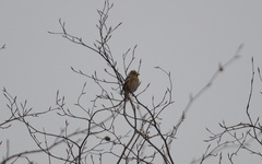Coccothraustes coccothraustes
