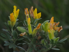 Chamaecytisus austriacus