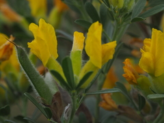 Chamaecytisus austriacus