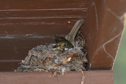iNaturalist observation photo of Western Flycatcher