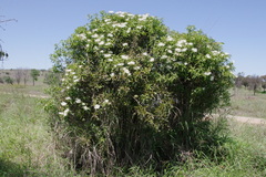 Capparis loranthifolia