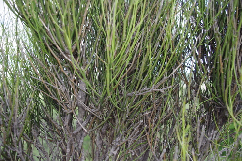 Image of Apophyllum anomalum by (c) coenobita, some rights reserved (CC BY)