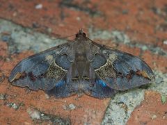 Ischyja ferrifracta