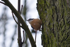 Sitta europaea