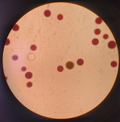 Haematococcus lacustris