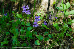 Viola uliginosa